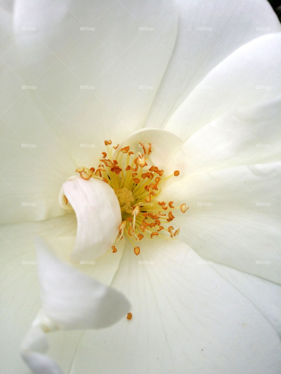 White Rose