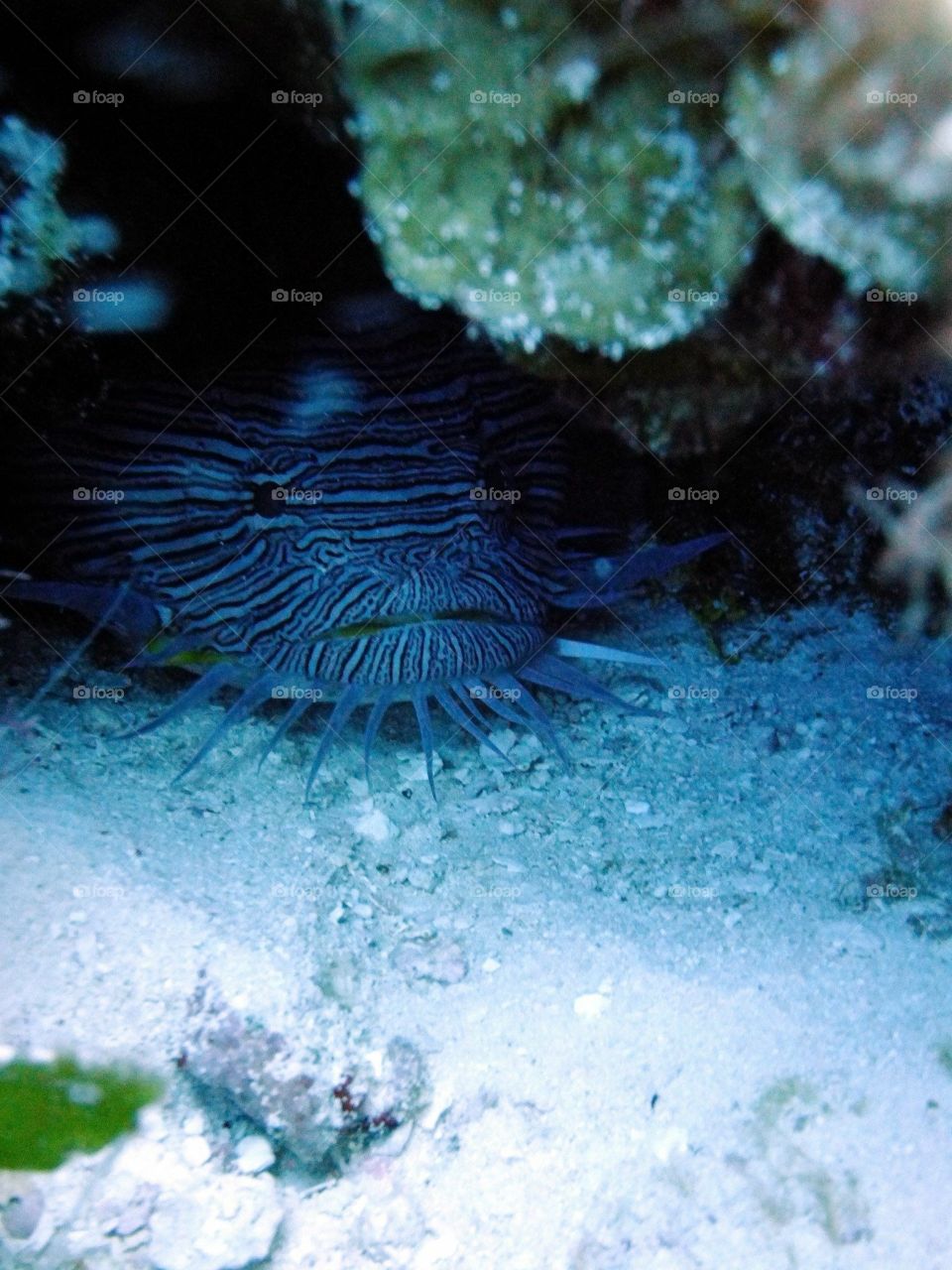 Spotted toadfish 