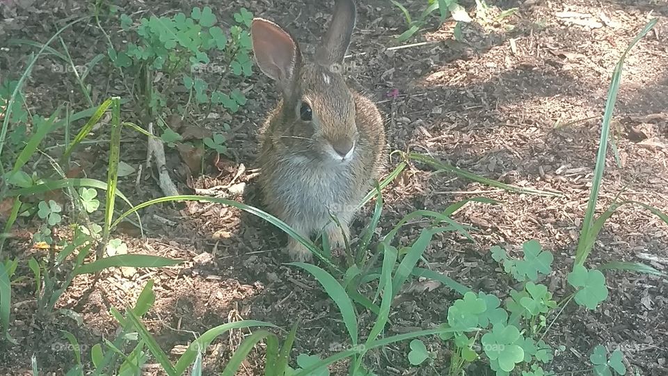 Nature, Grass, Outdoors, No Person, Wildlife