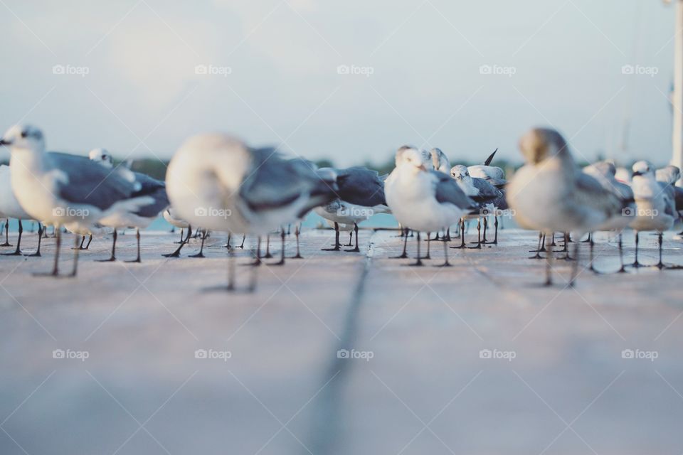 Flock of seagulls on a dock