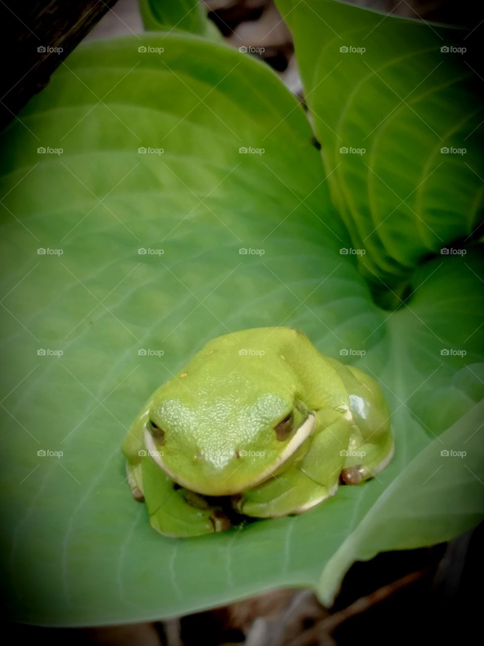 Frog