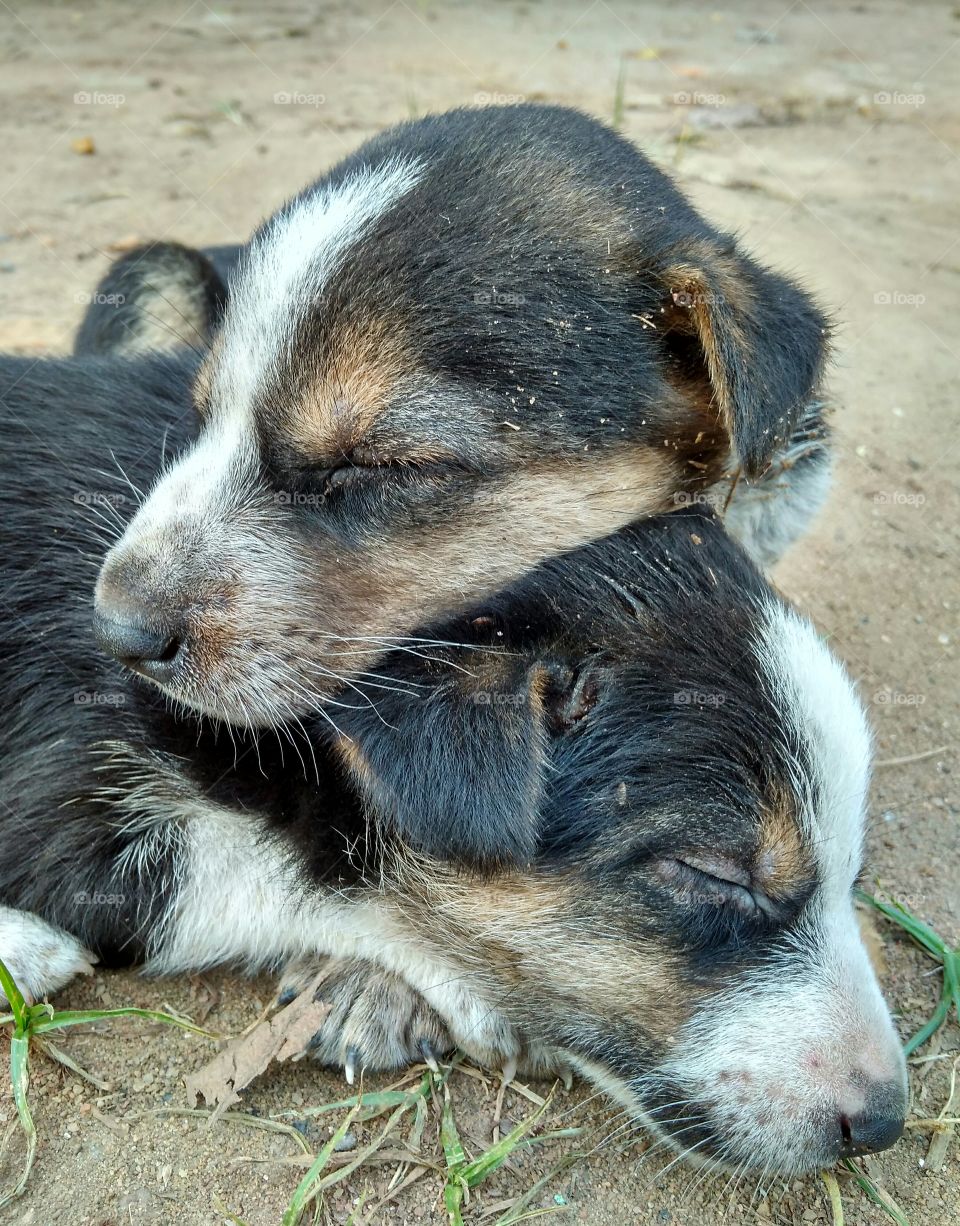 cute sleeping puppies