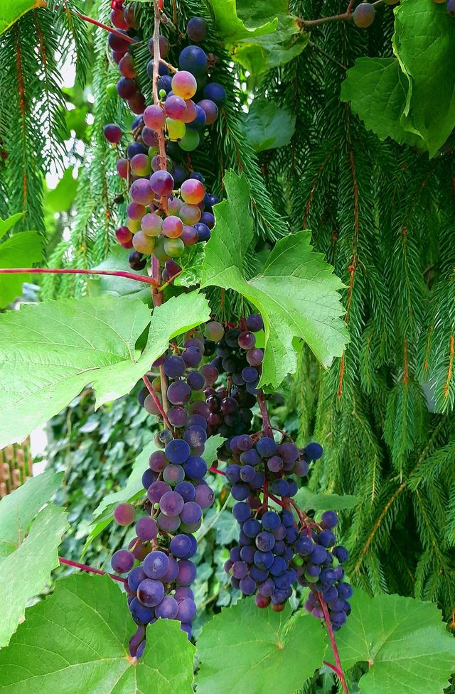 grapes