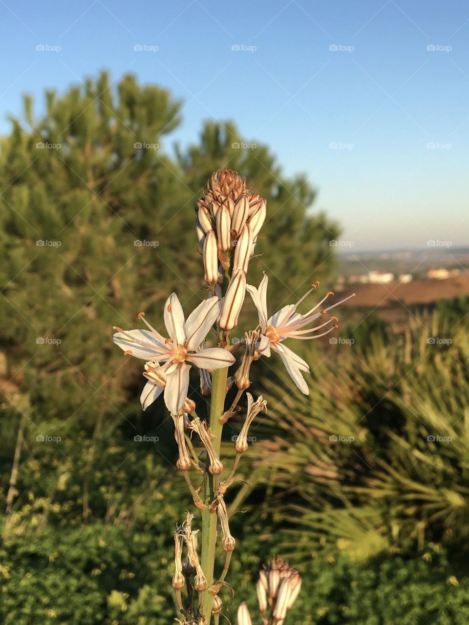 Blooming asphodel with landscape 