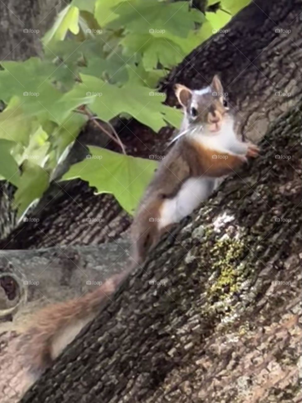 Red squirrels 