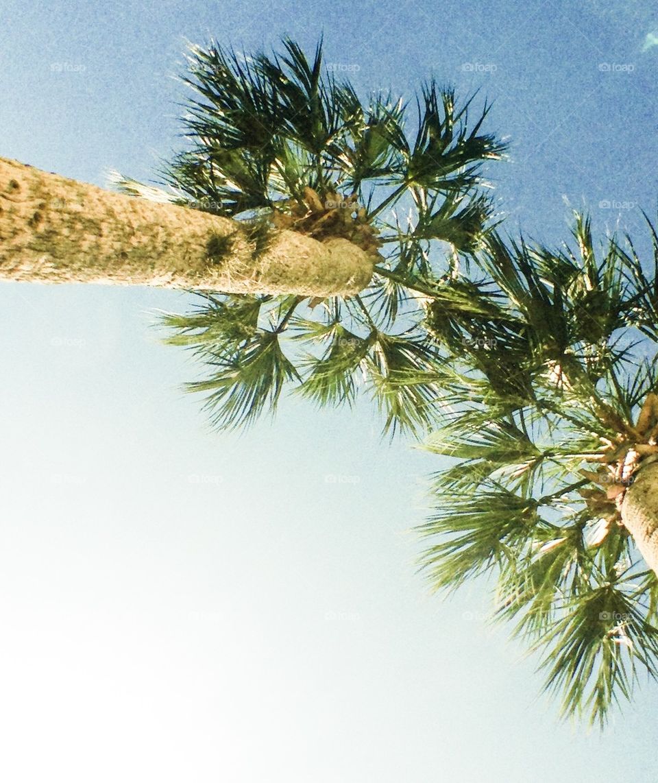 Palm trees overhead 