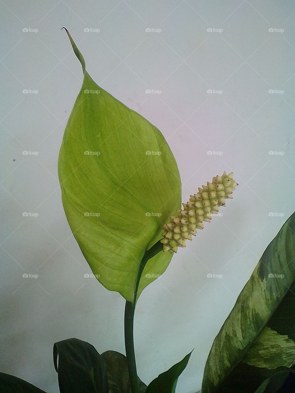 anthurium