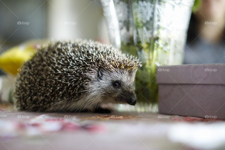 Easter hedgehog