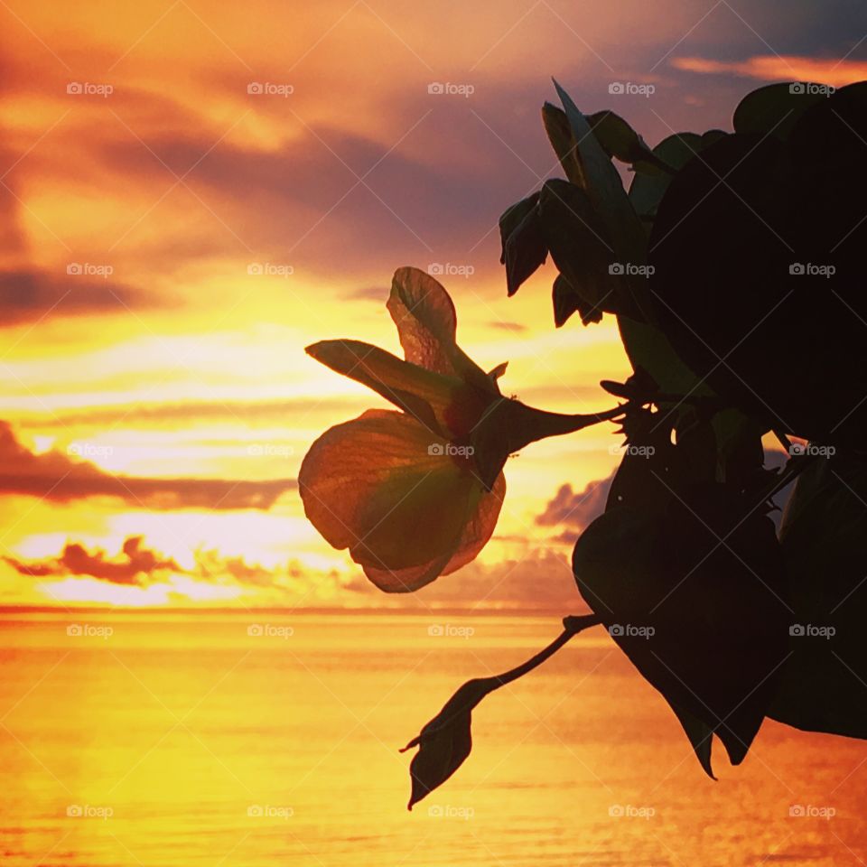 Sunset flower on the island 