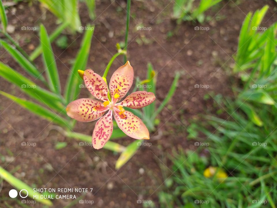 An Orange flower in the garden