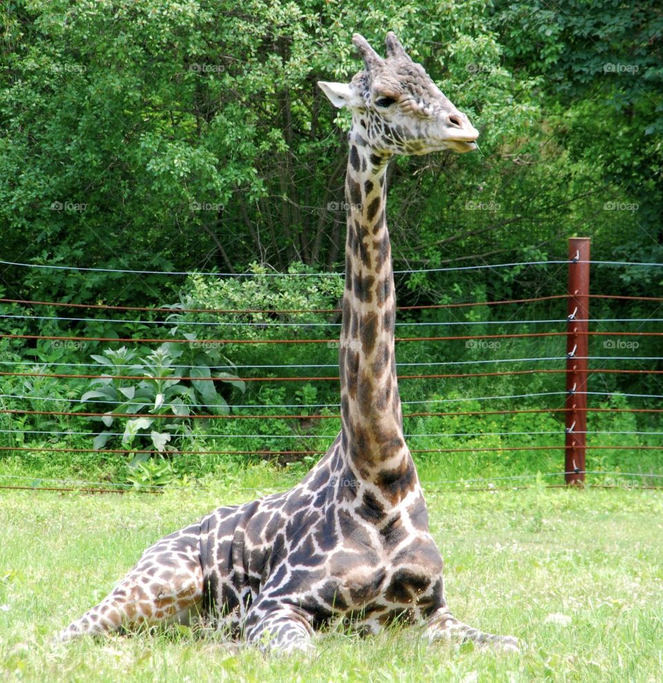 Giraffe