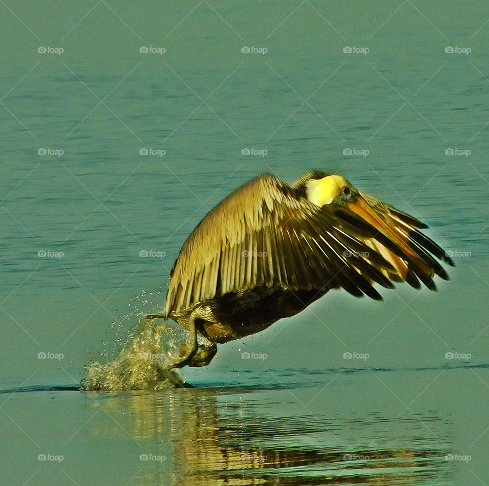 Brown Pelican Taking off!
This Brown Pelican is taking off just after diving for and catching a fish! Look at the powerful legs skim the surface of the water as his wing spread out! Amazing!