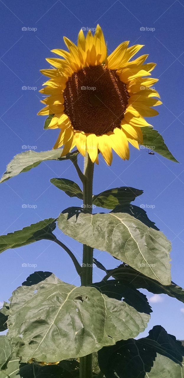 Giant Sunflower. this pic was taken in New Jersey in August 2015 at a sunflower field.