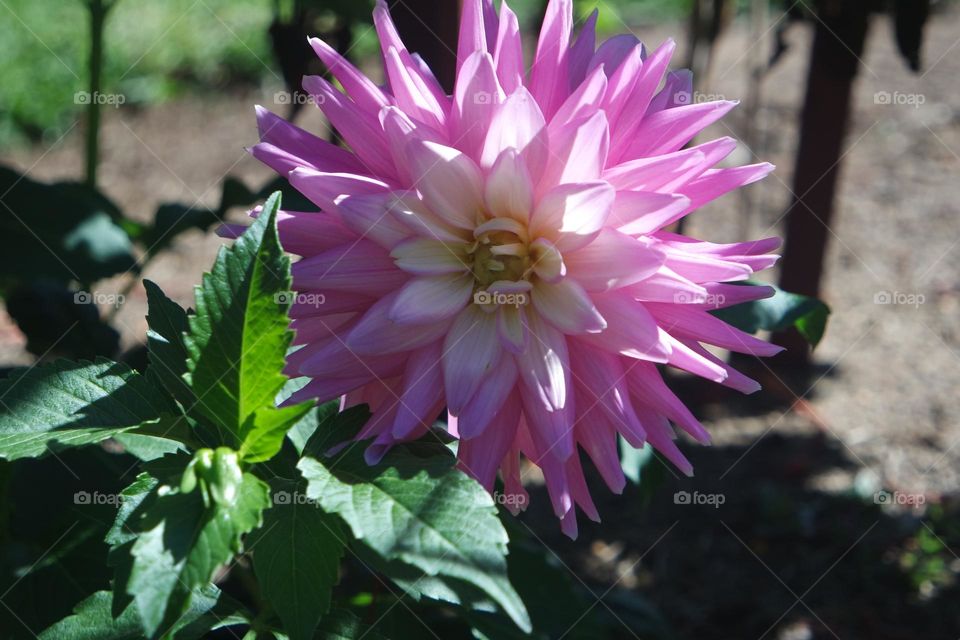 Vibrant perfect flower