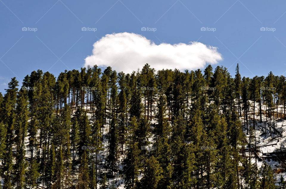 trees black hills by refocusphoto