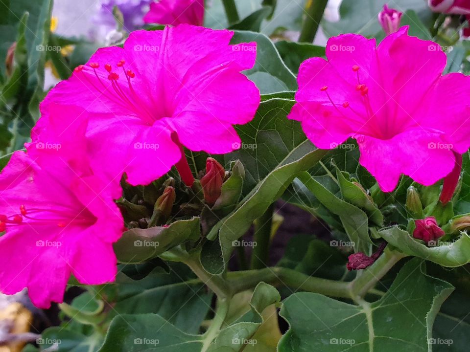 three pink flowers closeup