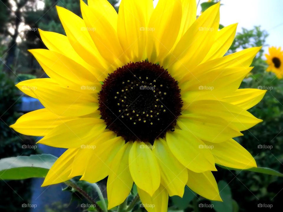 Sunflower
