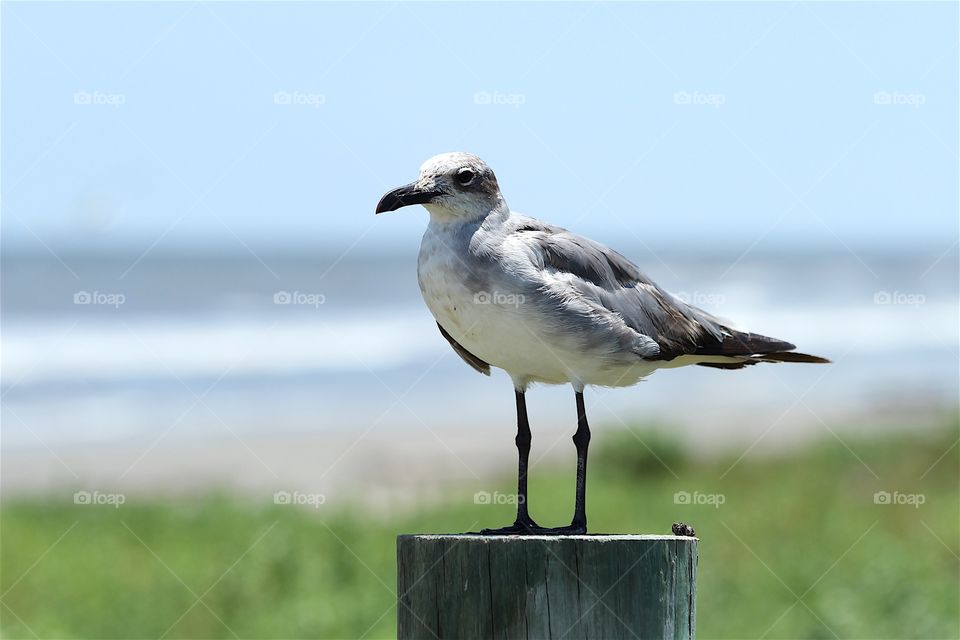Perched gull 