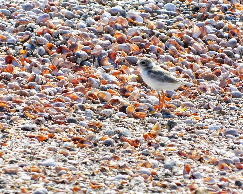 Baby snowy plover 