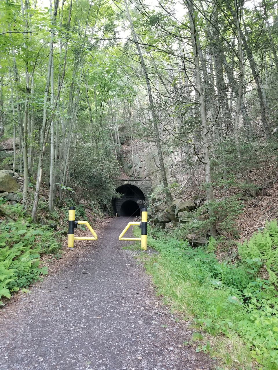 Tunnel in woods