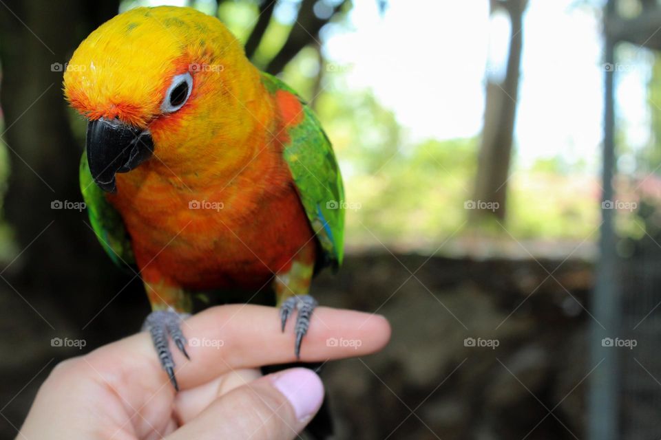 Little colorful parrot