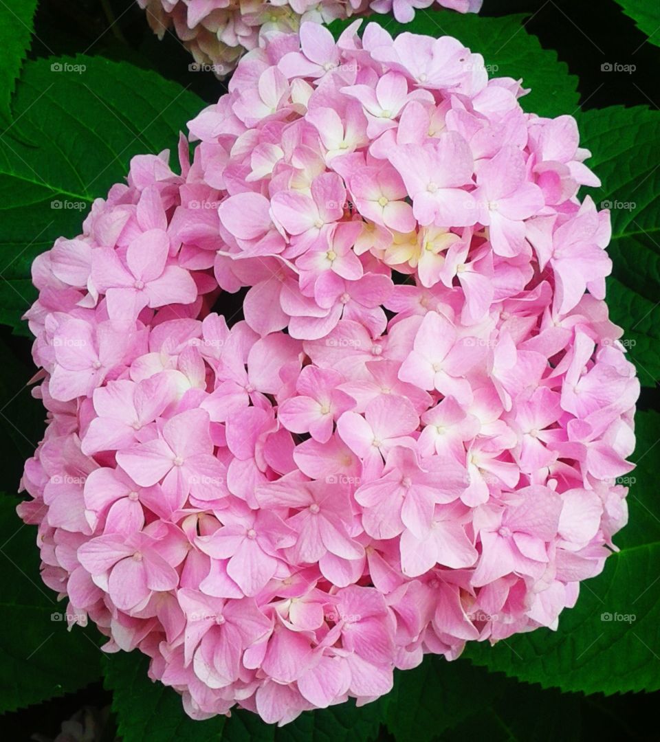 close-up of hydrangea flowers