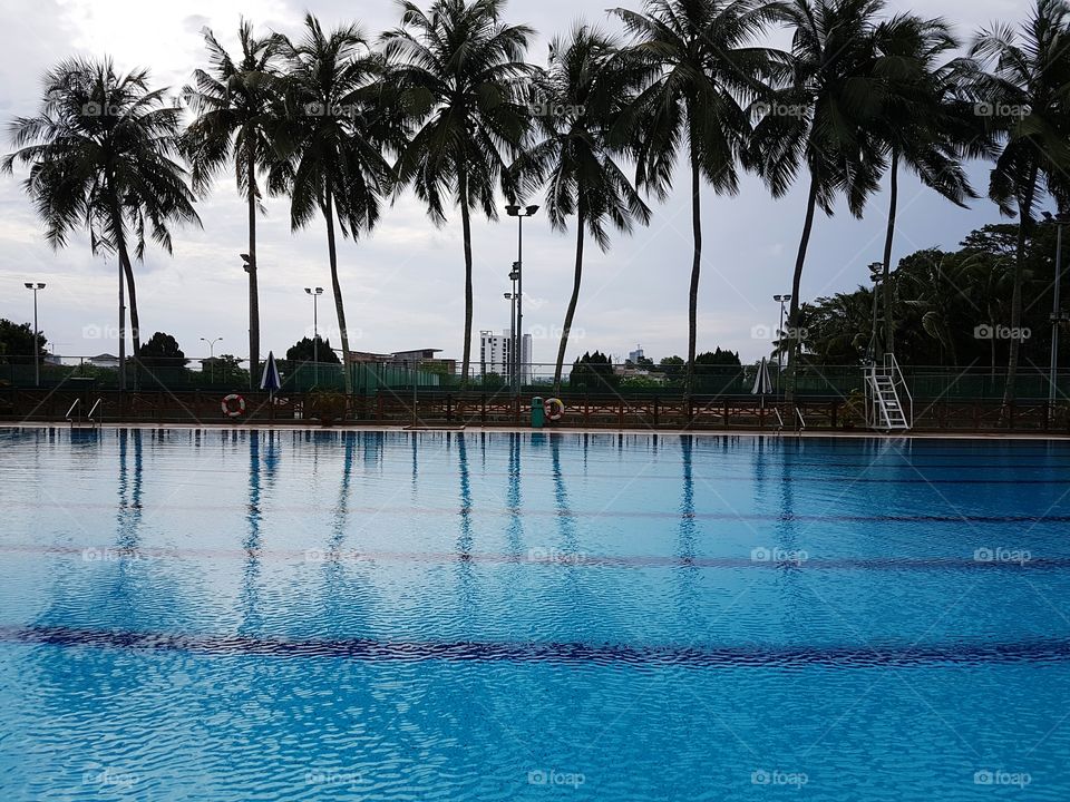 Rows of palm trees and swimming pool