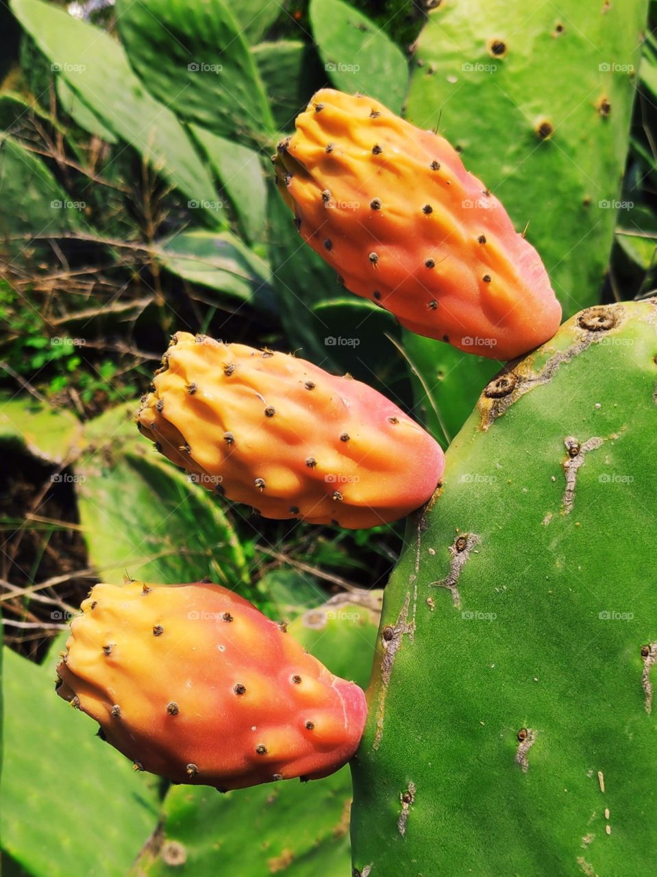 Fruits are the source of vitamins and are not only delicious but also unique, from trees and cacti and here there are these 3 pieces ready to be enjoyed