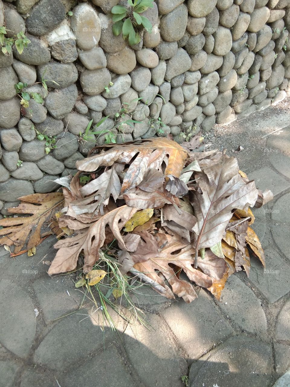 dry leaves on the edge of the road