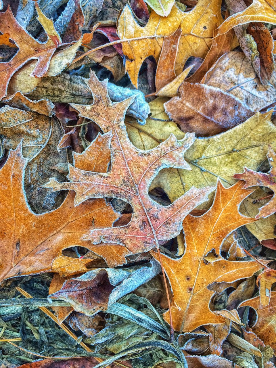 Frosty autumn leaves