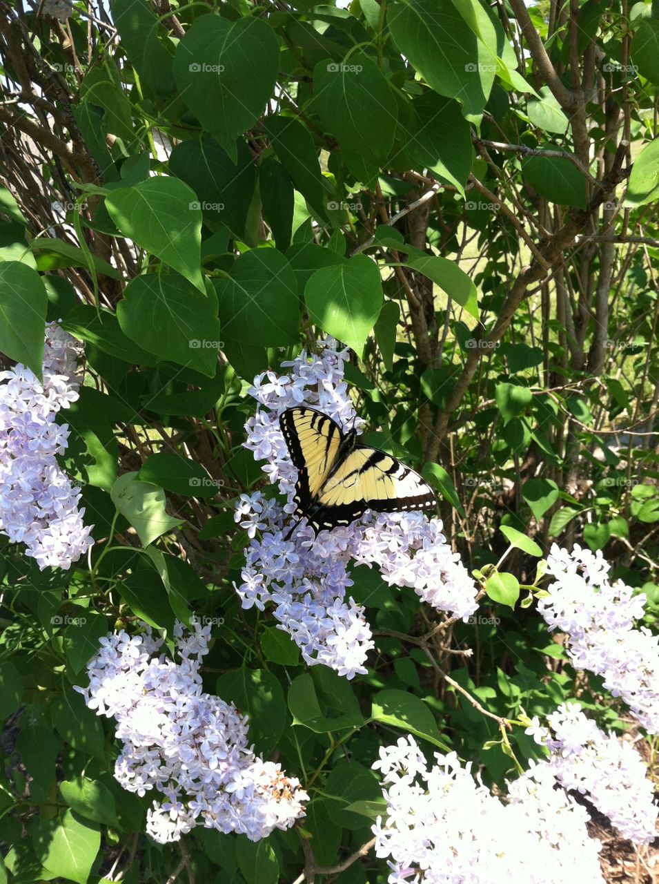 An eastern tiger swallowtail butterfly on a bush.