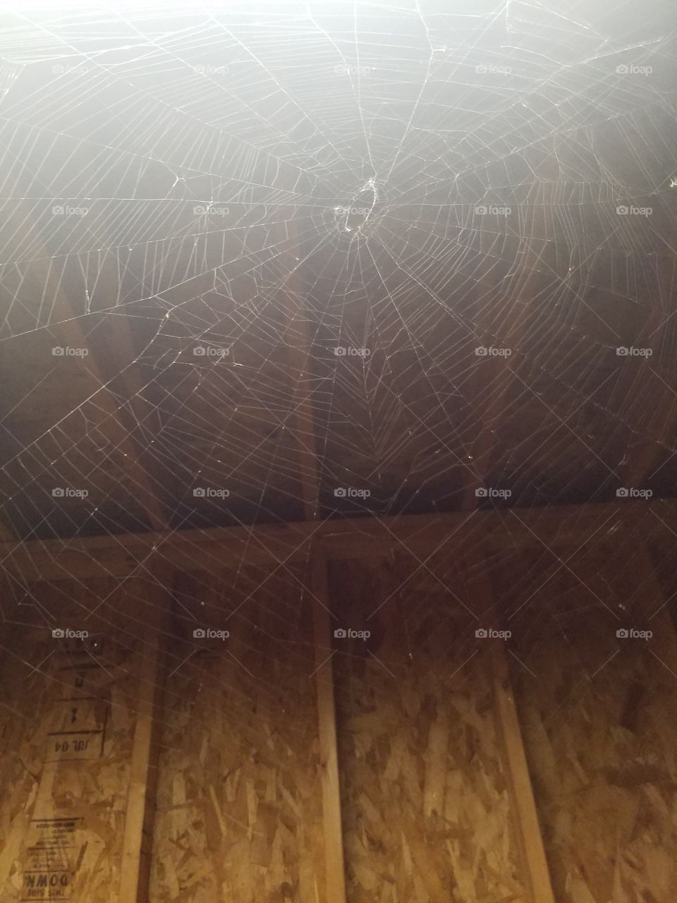 Intricate Spiderweb