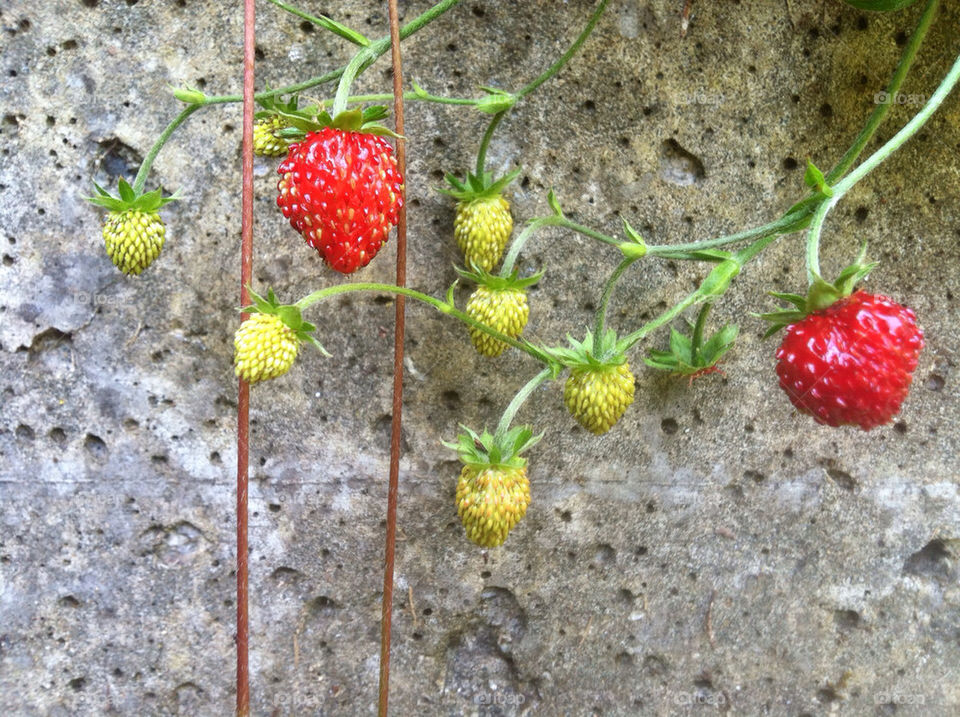 portland concrete fruit strawberries by ihbtony
