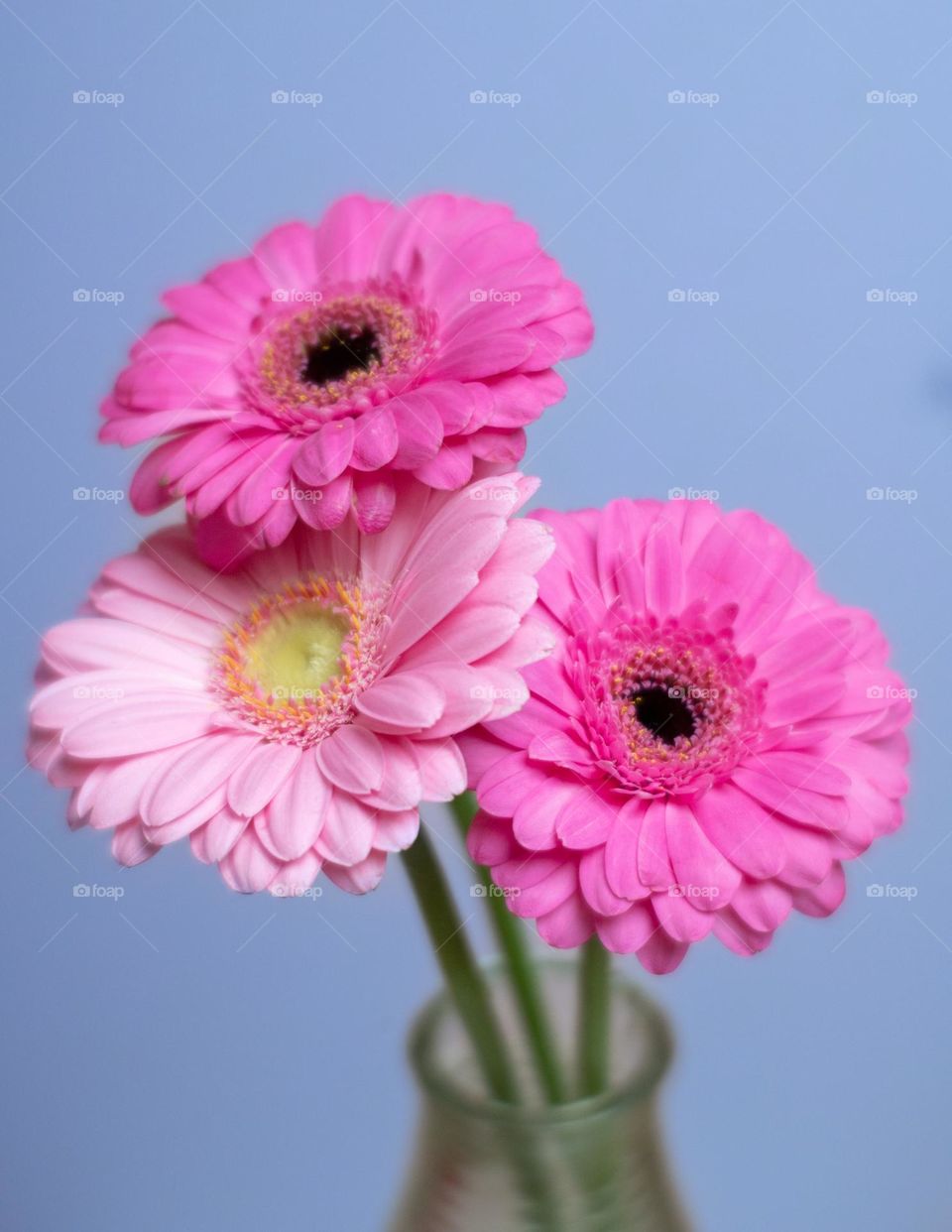 Pink flowers in a vase. Spring colours. Pink colors. Made with Lensbaby Soft color II