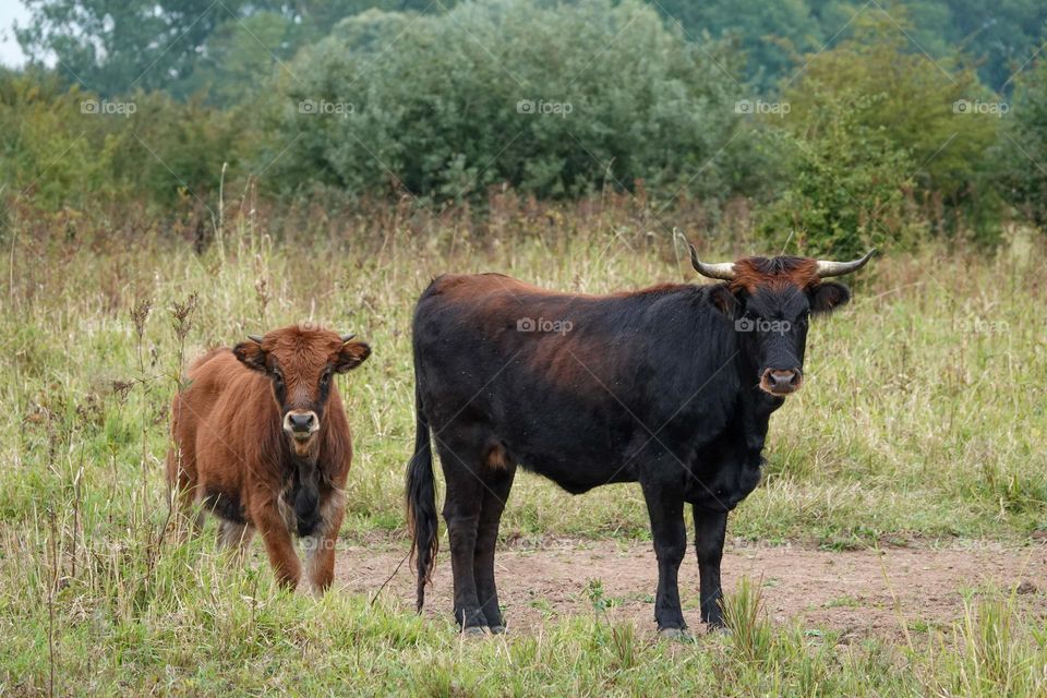 Black bull and brown calf on a grassy pasture.