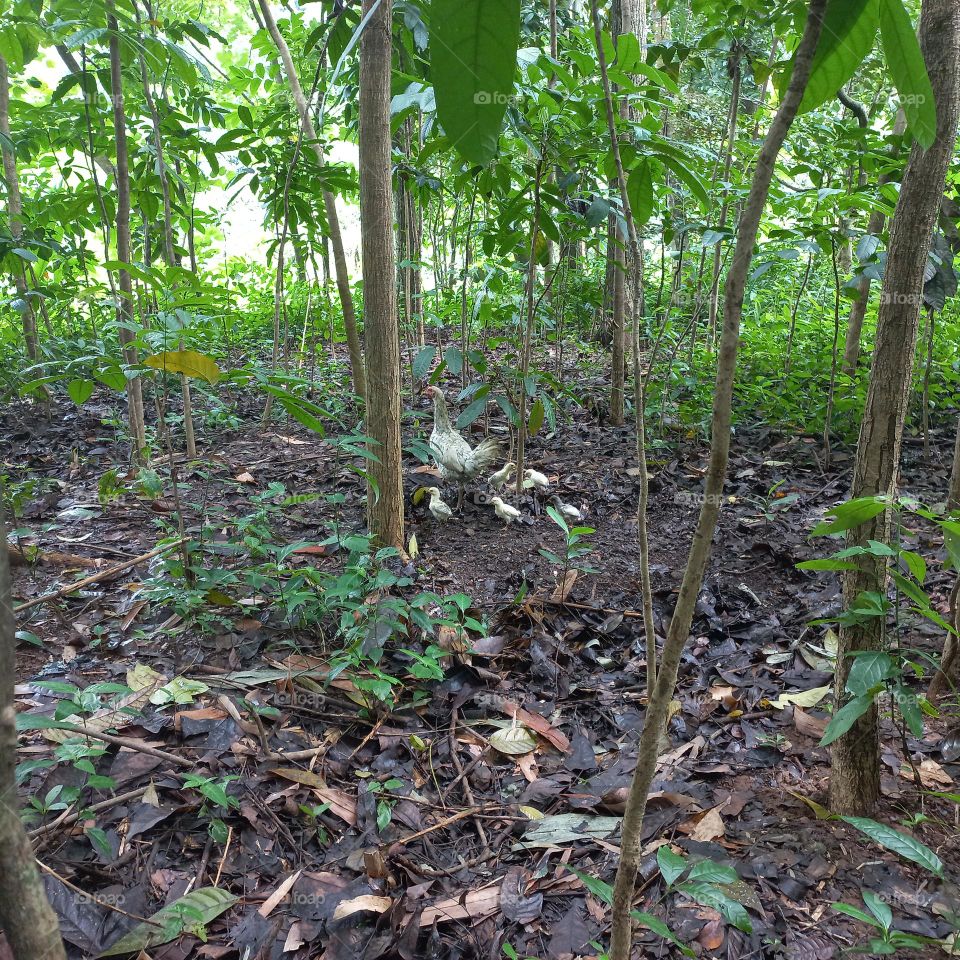 Mother hen and her chicks who are in the plantation