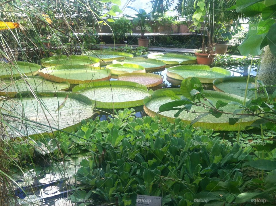 Lily pond