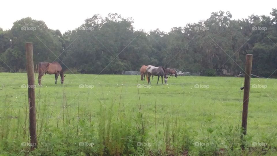 Horses Grazing in a Pasture