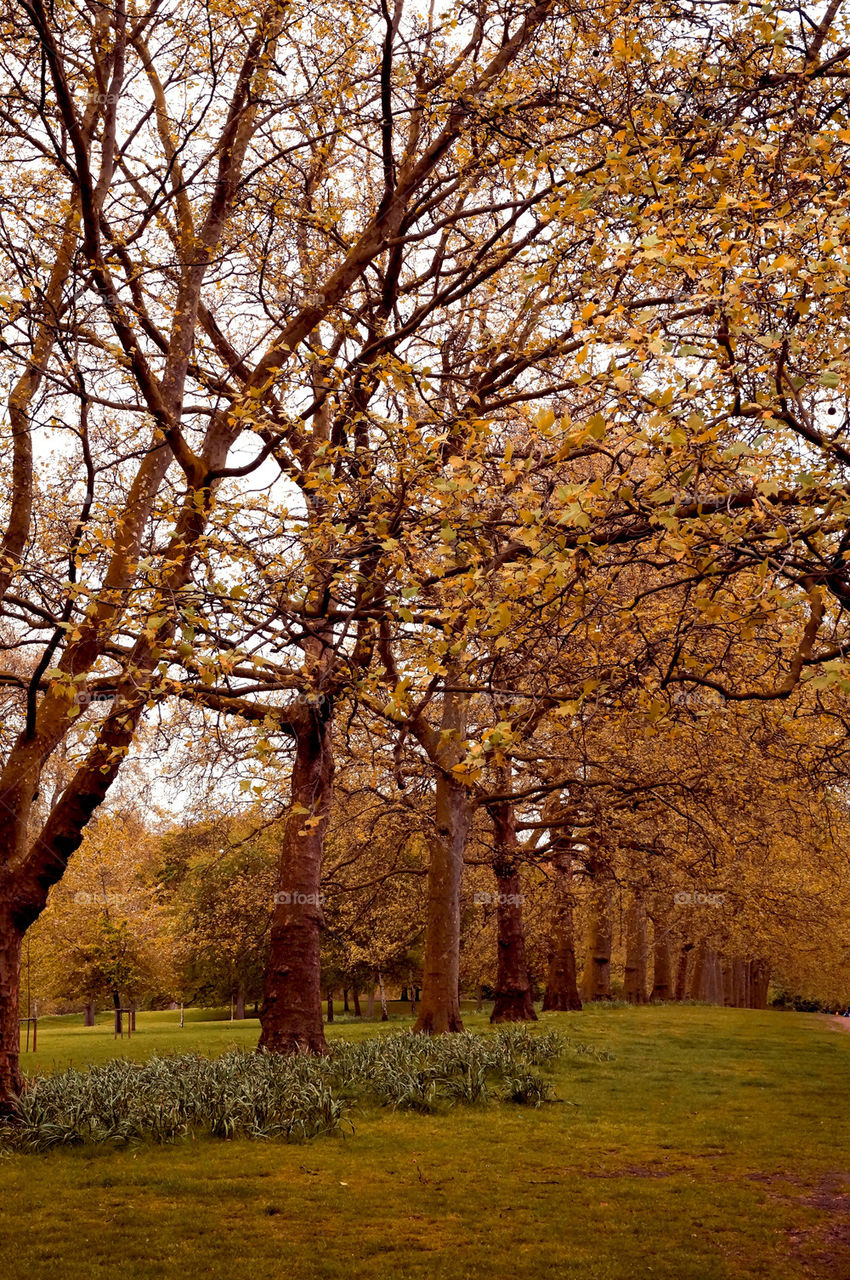 Autumn trees in park