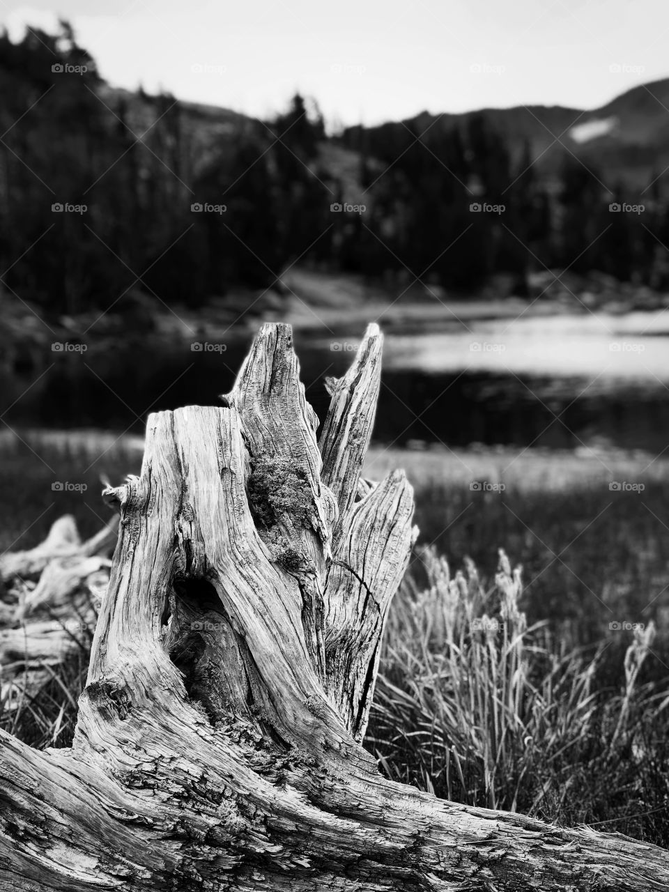 Black and white stop at lake in the Sierra Nevada mountains