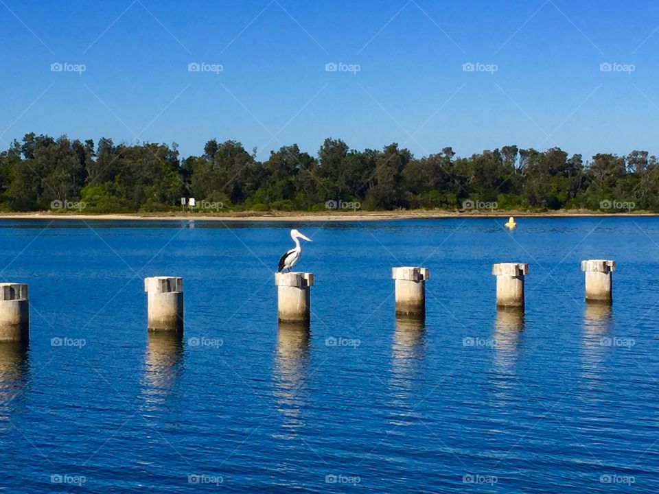 Pelicans waiting for lunch