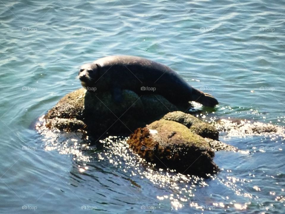 Wild seal 