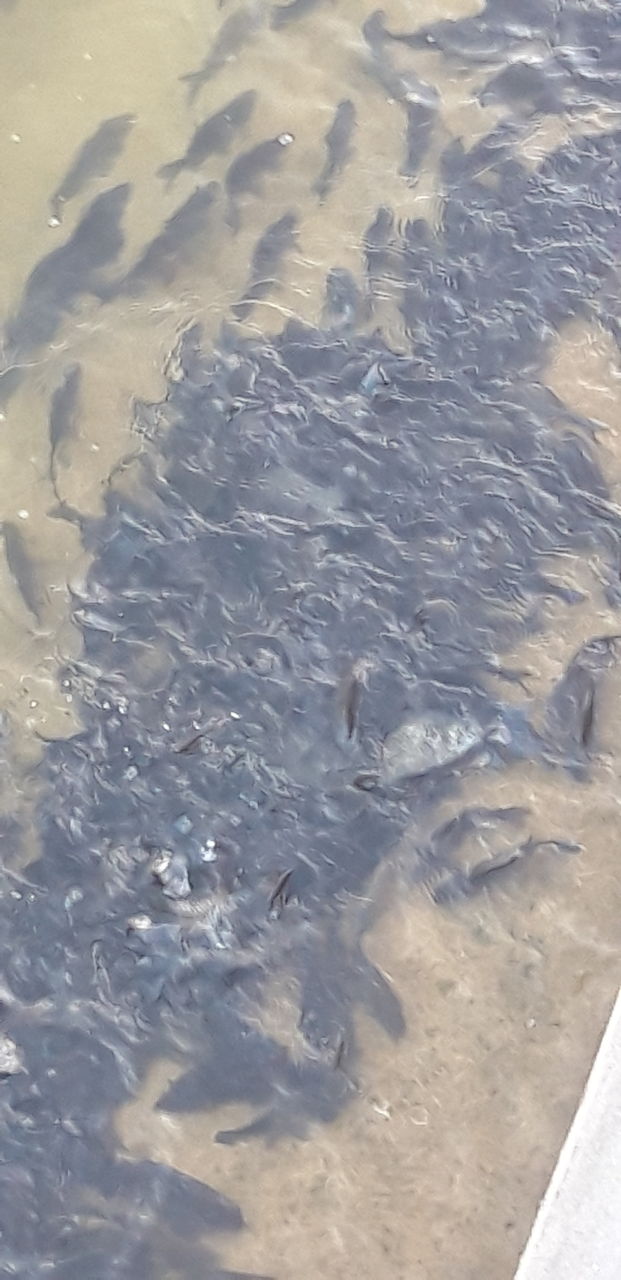 fish
