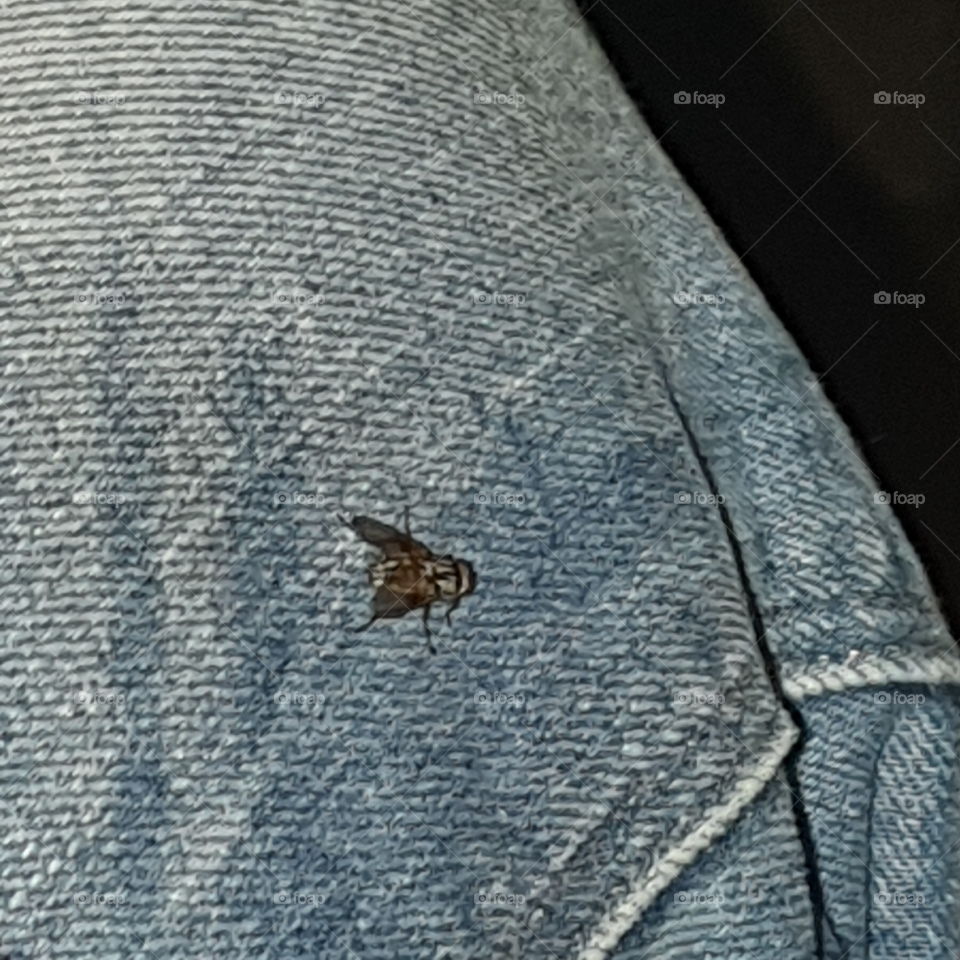 A fly on a woman's leg.