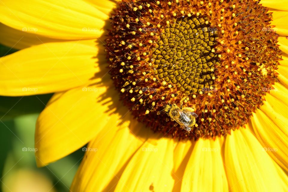Happy bee gathering nectar and pollen from happy sunflower 