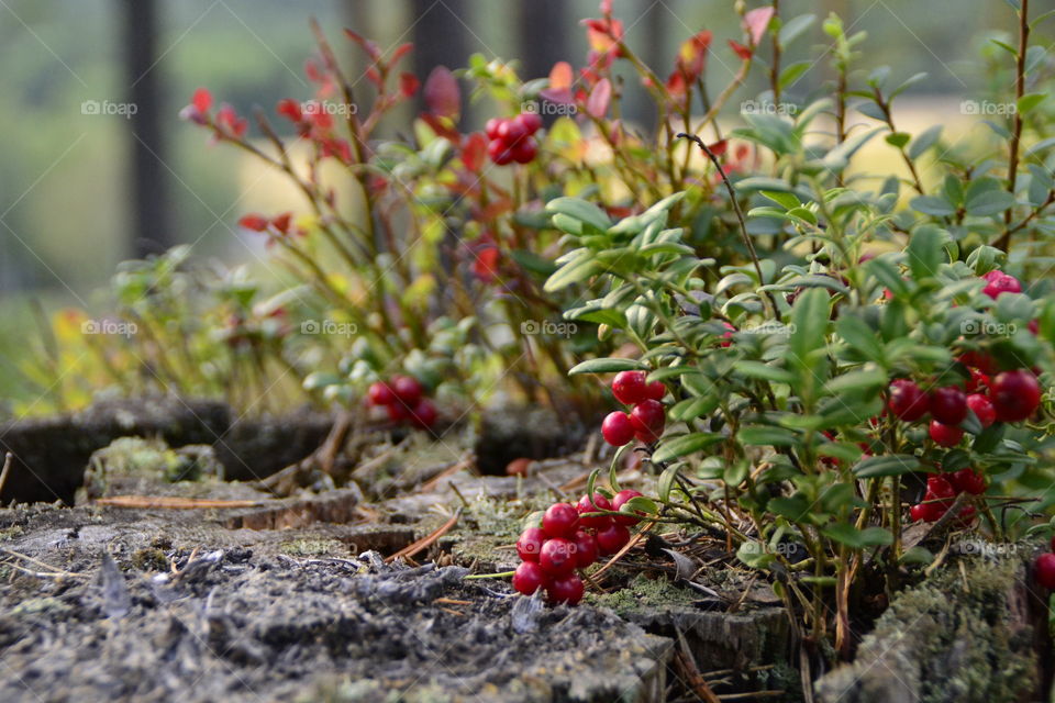 Lingonberry