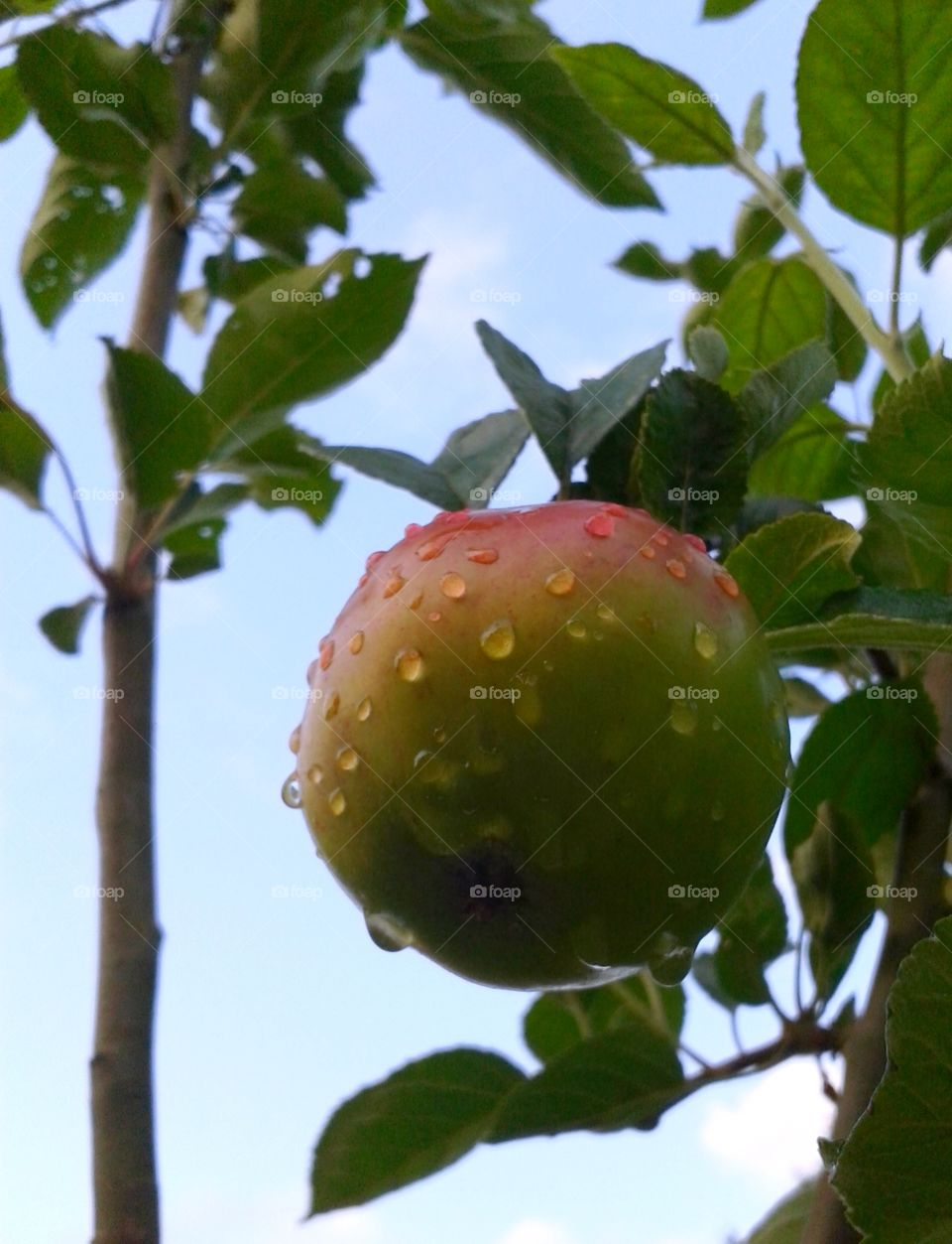 An apple growing on a tree, after the rain.