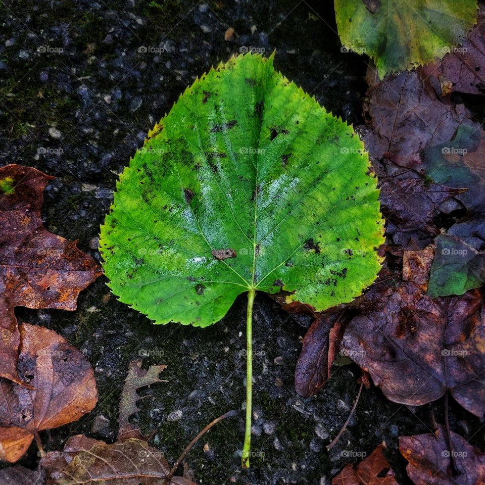 leaf