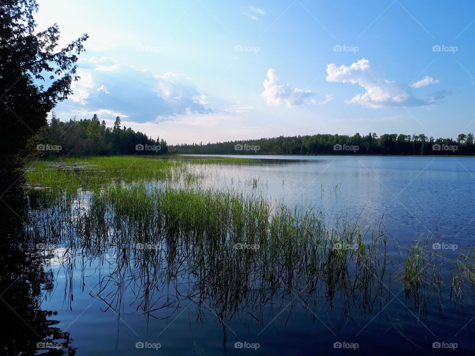 lake grasses in the waning light