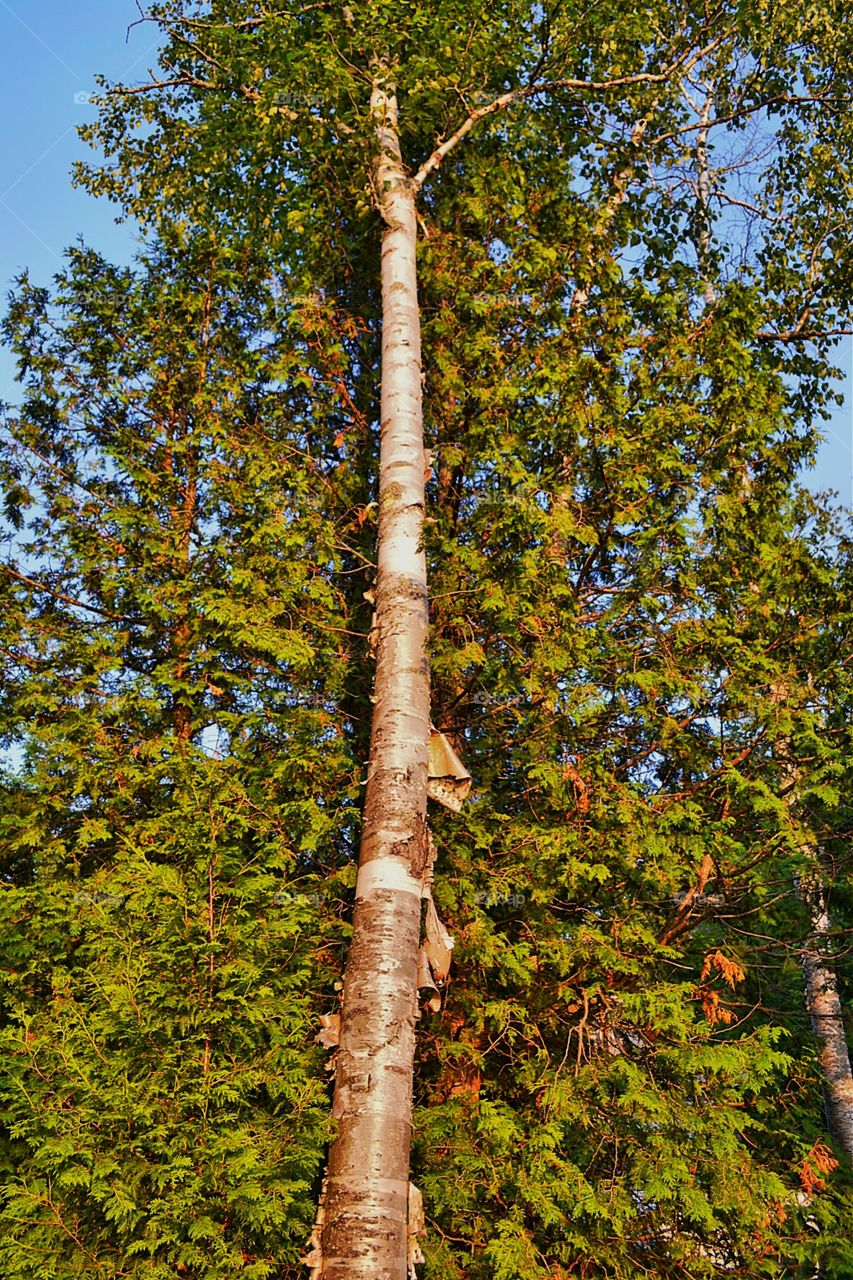 Silvery birch tree perspective. Silvery birch tree perspective